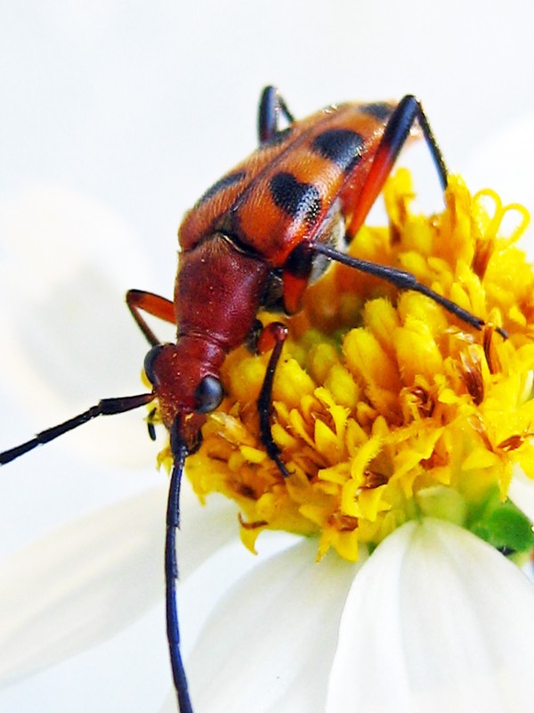 Soldier Beetle